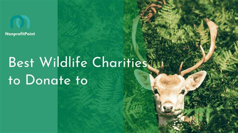 best wildlife charities to donate to|Top 17 charities and organisations that help .